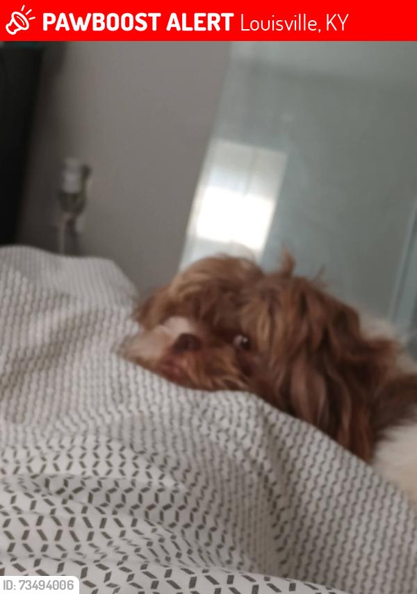 Lost Male Dog last seen Rockford Lane, Louisville, KY 40258
