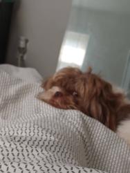Lost Male Dog last seen Rockford Lane, Louisville, KY 40258