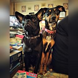Reunited Male Dog last seen 11th Ave and Cherry Lane, Nampa, ID 83687