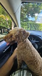 Reunited Male Dog last seen Sw 9th st and 7th ave, Miami, FL 33130