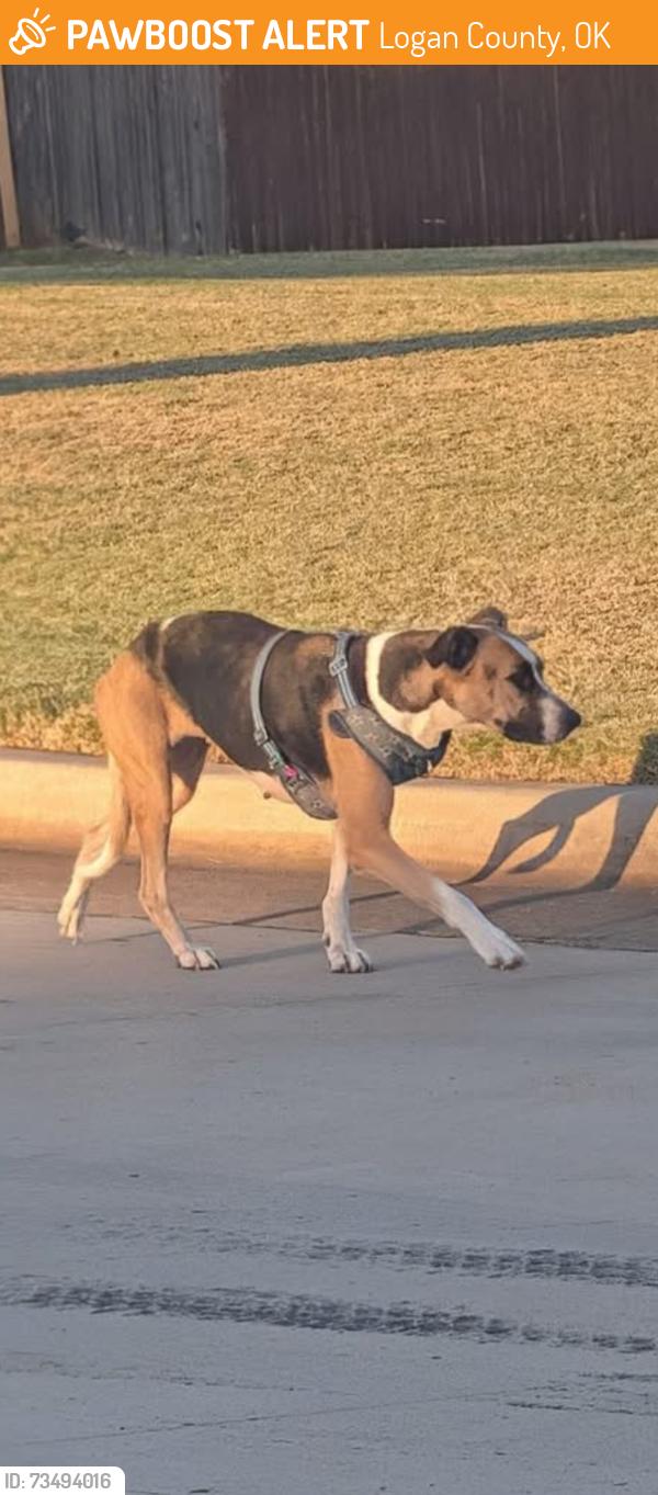 Found/Stray Female Dog last seen Highland trails neighborhood, Logan County, OK 73025