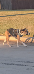 Found/Stray Female Dog last seen Highland trails neighborhood, Logan County, OK 73025