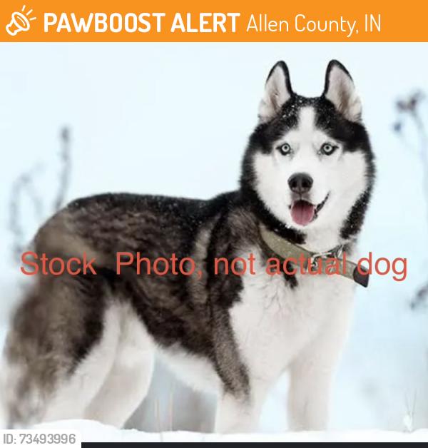 Found/Stray Unknown Dog last seen Cuba and Campbell Rds., Allen County, IN 46785