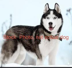 Found/Stray Unknown Dog last seen Cuba and Campbell Rds., Allen County, IN 46785