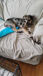 Lost Female Dog last seen Freeman and Livingston, Cincinnati, OH 45214