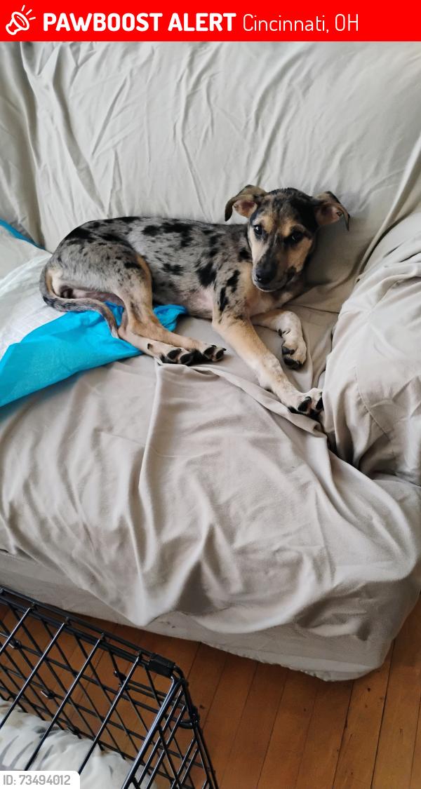 Lost Female Dog last seen Freeman and Livingston, Cincinnati, OH 45214