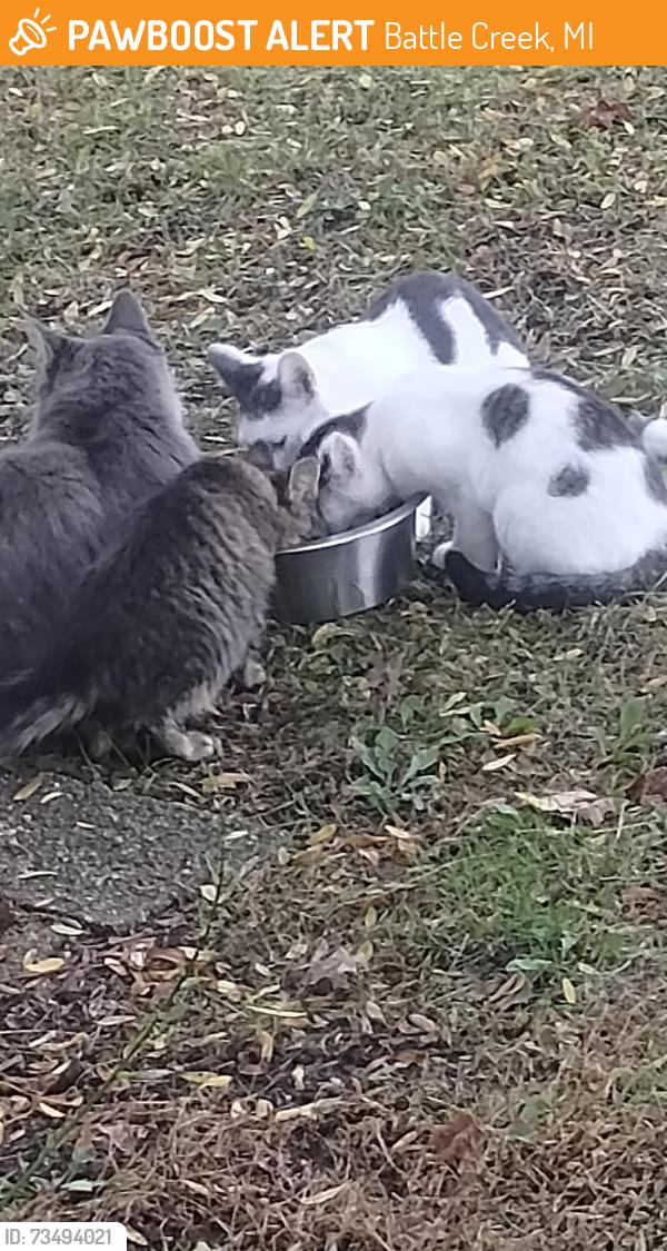 Found/Stray Male Cat last seen Meachum, Battle Creek, MI 49015