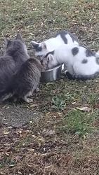 Found/Stray Male Cat last seen Meachum, Battle Creek, MI 49015