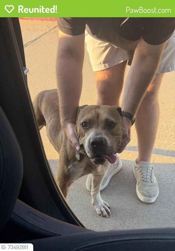 Reunited Male Dog last seen Near by Nichols middle school, Burleson, TX 76028