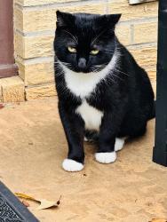 Reunited Male Cat last seen Greenville Highway and N. Highland Lake Rd., Hendersonville, NC 28792