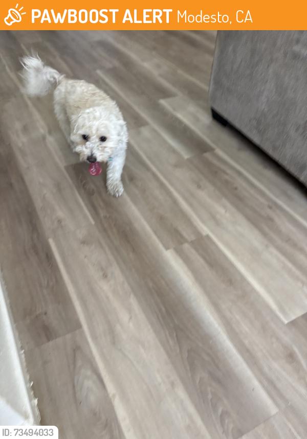 Found/Stray Male Dog last seen Coffee road, Modesto, CA 95355