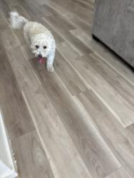 Found/Stray Male Dog last seen Coffee road, Modesto, CA 95355