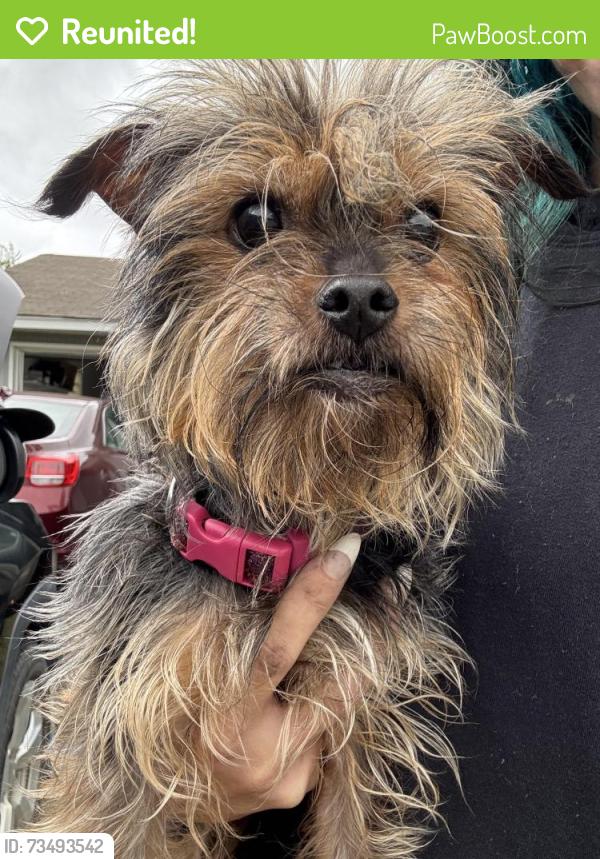 Reunited Female Dog last seen Cyndee circle, Augusta, GA 30907