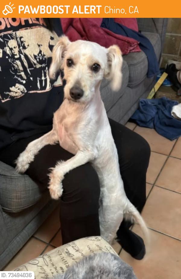 Found/Stray Female Dog last seen Heritage park / Chino & Norton CHINO CA, Chino, CA 91710