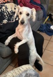 Found/Stray Female Dog last seen Heritage park / Chino & Norton CHINO CA, Chino, CA 91710