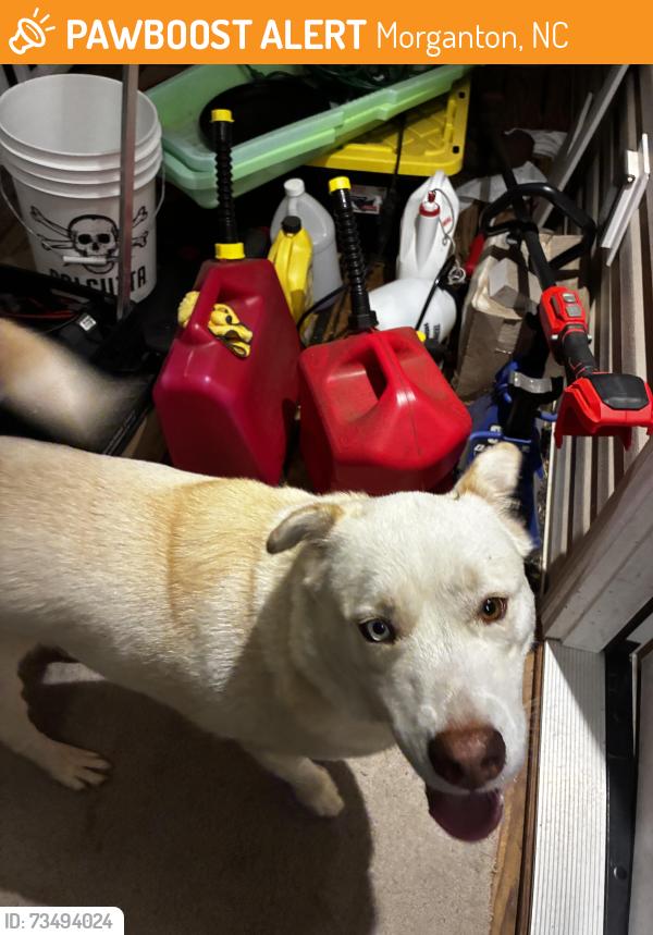 Found/Stray Female Dog last seen Near Enola Rd near Patton High School, Morganton, NC 28655