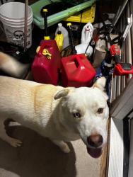 Found/Stray Female Dog last seen Near Enola Rd near Patton High School, Morganton, NC 28655