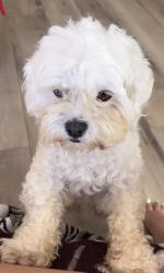 Lost Male Dog last seen Rio Lindo Park Oxnard, Oxnard, CA 93036