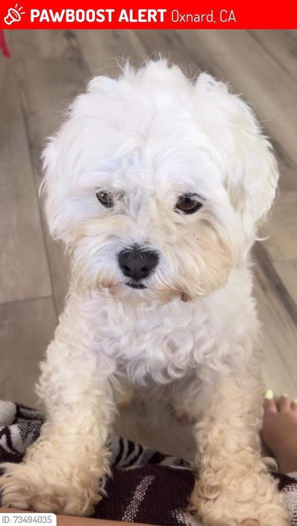 Lost Male Dog last seen Rio Lindo Park Oxnard, Oxnard, CA 93036