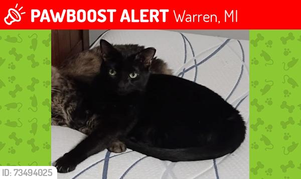 Lost Male Cat last seen Goulson & Dequindre, Warren, MI 48091