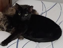 Lost Male Cat last seen Goulson & Dequindre, Warren, MI 48091