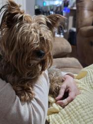 Found/Stray Male Dog last seen Joann, La Vergne, TN 37086