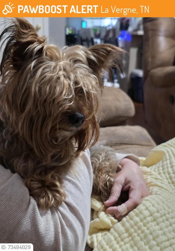 Found/Stray Male Dog last seen Joann, La Vergne, TN 37086