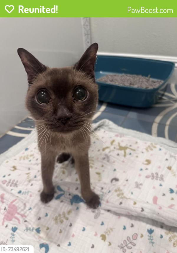 Reunited Male Cat last seen Enright Ave and Serra Ave, Santa Clara, CA 95050