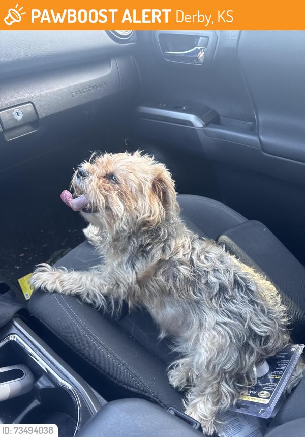 Found/Stray Unknown Dog last seen Was roaming the Burger King at 69th and KS 51 dangerously close to the highway, Derby, KS 67037