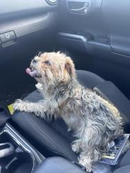 Found/Stray Unknown Dog last seen Was roaming the Burger King at 69th and KS 51 dangerously close to the highway, Derby, KS 67037