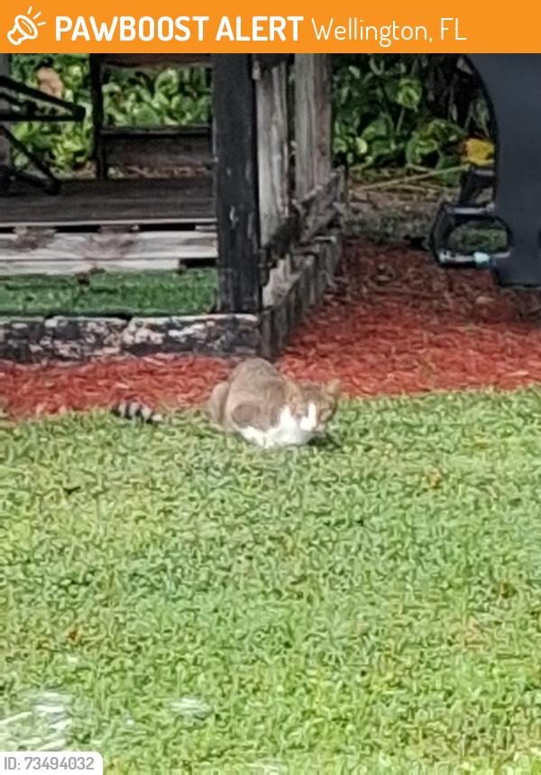 Found/Stray Unknown Cat last seen PALOMINO, Wellington, FL 33467