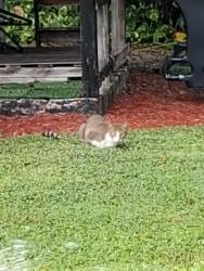 Found/Stray Unknown Cat last seen PALOMINO, Wellington, FL 33467