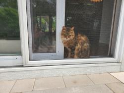 Reunited Female Cat last seen Town Club, Fox Point, WI 53217