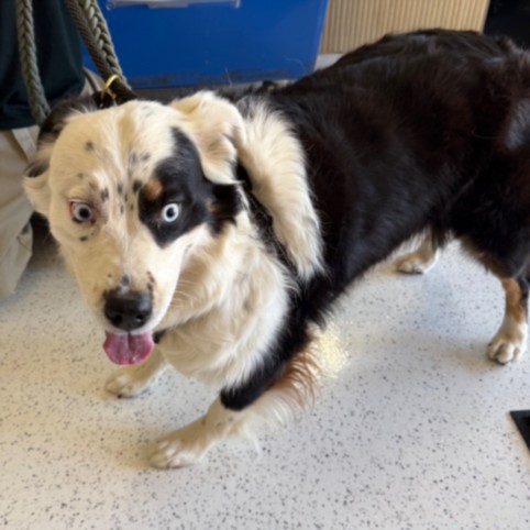 Shelter Stray Female Dog last seen , 14409 Vanowen St, Van Nuys, CA 91405, USA