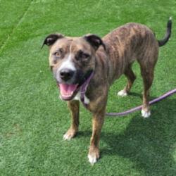 Shelter Stray Female Dog last seen , 3201 Lacy St, Los Angeles, CA 90031, USA