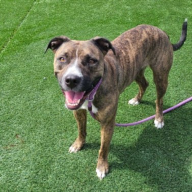 Shelter Stray Female Dog last seen , 3201 Lacy St, Los Angeles, CA 90031, USA