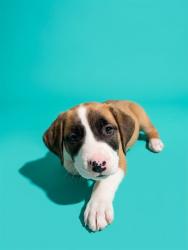 Shelter Stray Female Dog last seen TRANSYLVANIA, 2020 Forest St, Jacksonville, FL 32204, USA