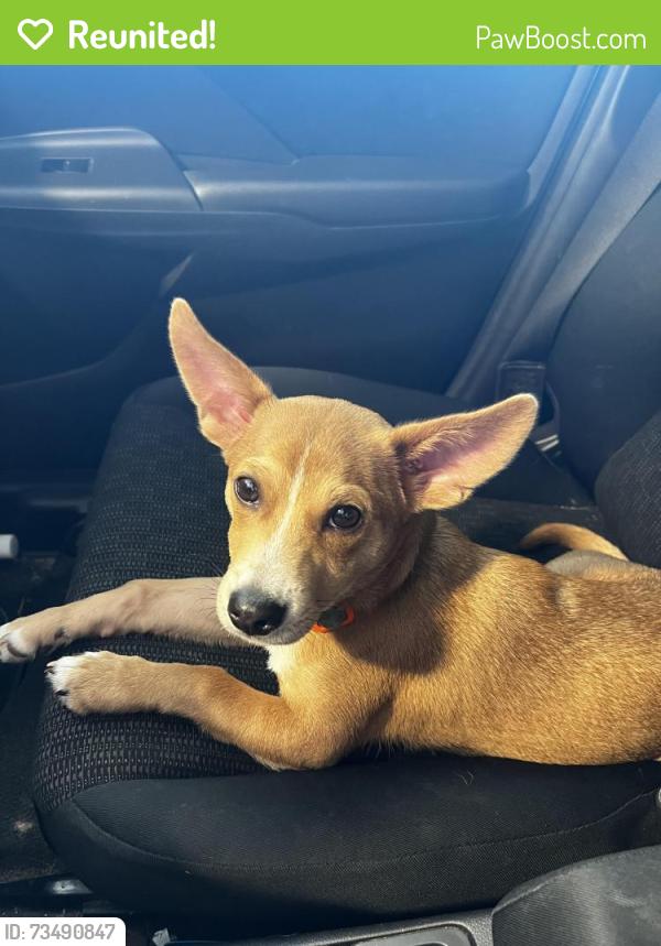 Reunited Male Dog last seen Near Estella rd, Pasadena, TX 77504