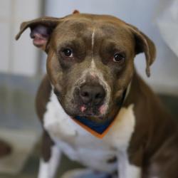 Shelter Stray Male Dog last seen Near BLOCK POTRANCO, 4710 TX-151, San Antonio, TX 78227, USA