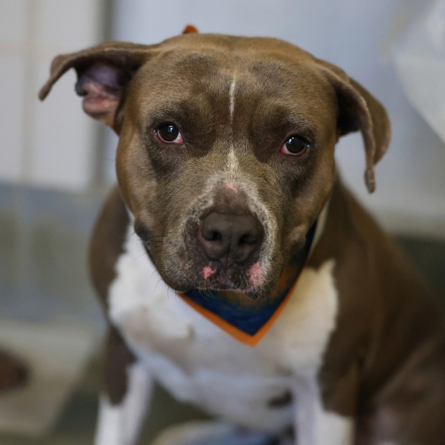 Shelter Stray Male Dog last seen Near BLOCK POTRANCO, 4710 TX-151, San Antonio, TX 78227, USA