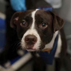 Shelter Stray Male Dog last seen WURZBACH AND FREDERICKSBURG, 4710 TX-151, San Antonio, TX 78227, USA