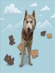 Shelter Stray Male Dog last seen , 1850 W 60th St, Los Angeles, CA 90047, USA