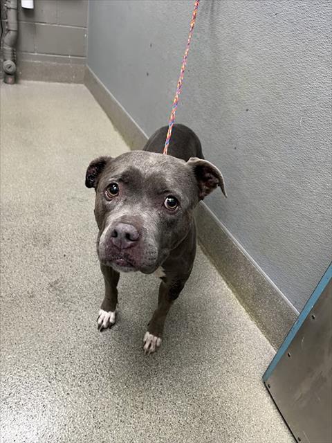 Shelter Stray Female Dog last seen Near BLOCK E PATRICK LN, LAS VEGAS NV 89120, 655 N Mojave Rd, Las Vegas, NV 89101, USA
