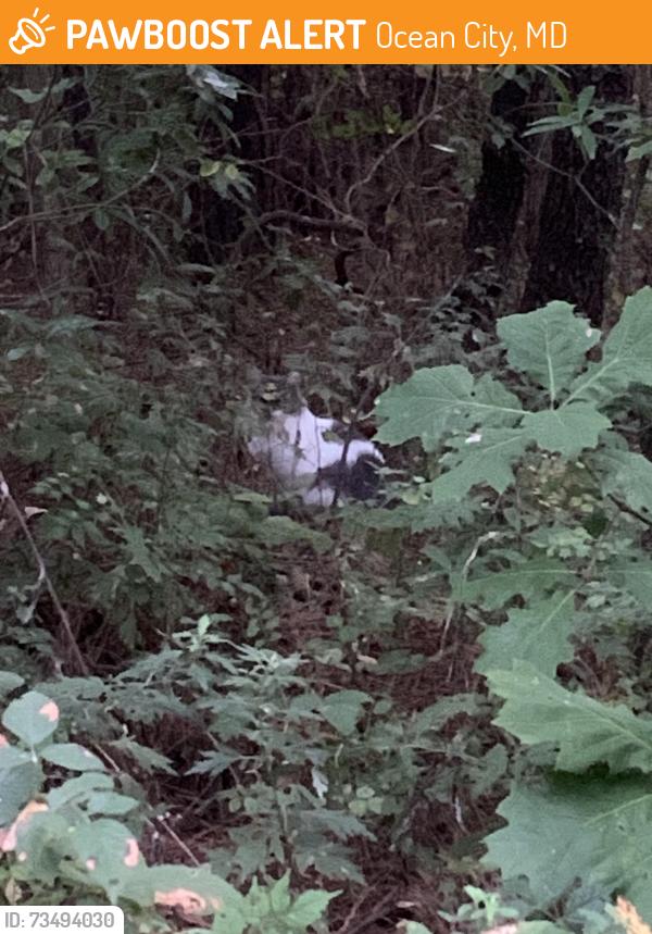 Found/Stray Unknown Cat last seen Parking area inside the Isle of Wight park, Ocean City, MD 21842