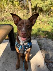 Reunited Male Dog last seen N7078 Newville Road, Lake Mills, WI, Lake Mills, WI 53551