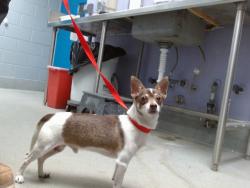 Shelter Stray Male Dog last seen Near BLOCK COORS NW, 11800 Sunset Gardens Rd SW, Albuquerque, NM 87121, USA