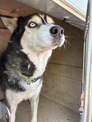 Shelter Stray Male Dog last seen Near BLOCK SE 55TH ST, OKLAHOMA CITY OK 73129, 2811 SE 29th St, Oklahoma City, OK 73129, USA