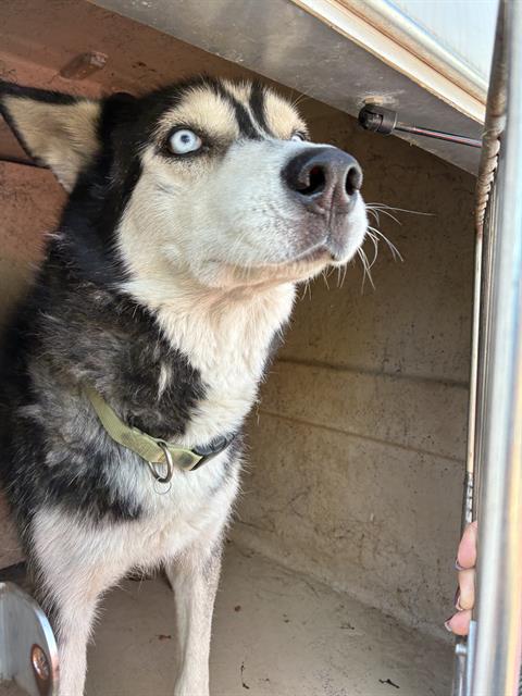 Shelter Stray Male Dog last seen Near BLOCK SE 55TH ST, OKLAHOMA CITY OK 73129, 2811 SE 29th St, Oklahoma City, OK 73129, USA