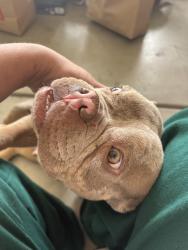 Found/Stray Female Dog last seen Hook and amethyst, Victorville, CA 92307