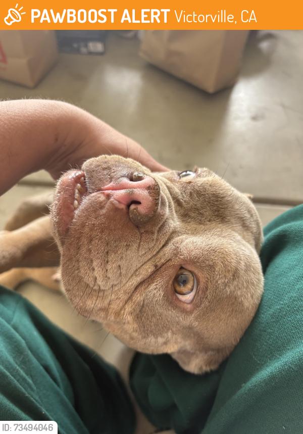 Found/Stray Female Dog last seen Hook and amethyst, Victorville, CA 92307
